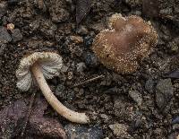 Inocybe subradiata image