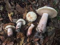 Gyroporus subalbellus image