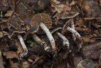 Cortinarius casimiri image