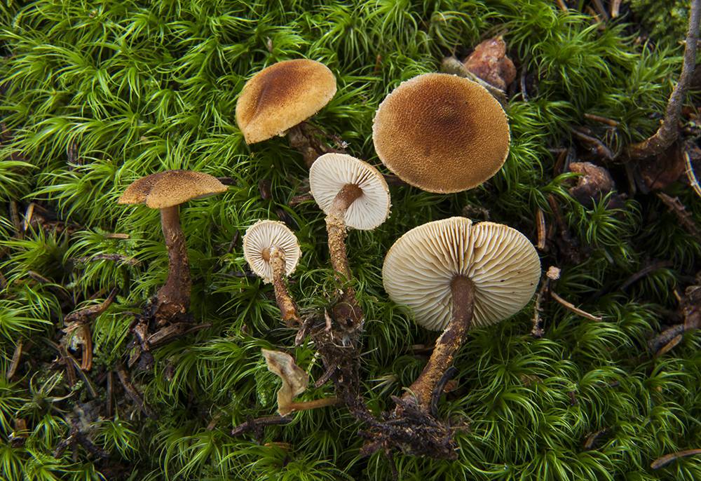 Cystoderma jasonis image