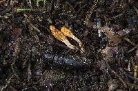 Cordyceps militaris image