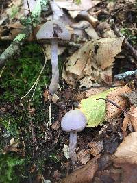 Cortinarius anomalus image