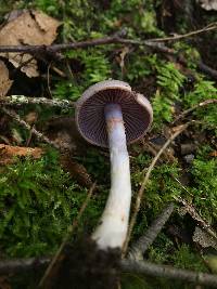 Cortinarius anomalus image