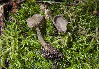 Helvella macropus image