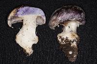 Cortinarius praestans image