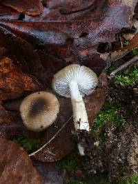 Hygrophorus mesotephrus image