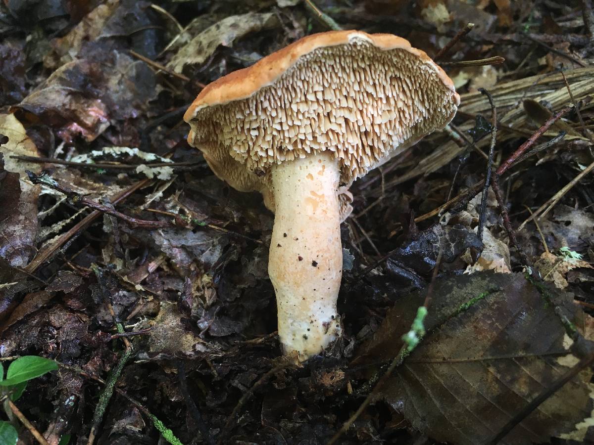Hydnum cuspidatum image