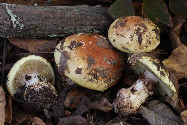 Cortinarius phyllophilus image