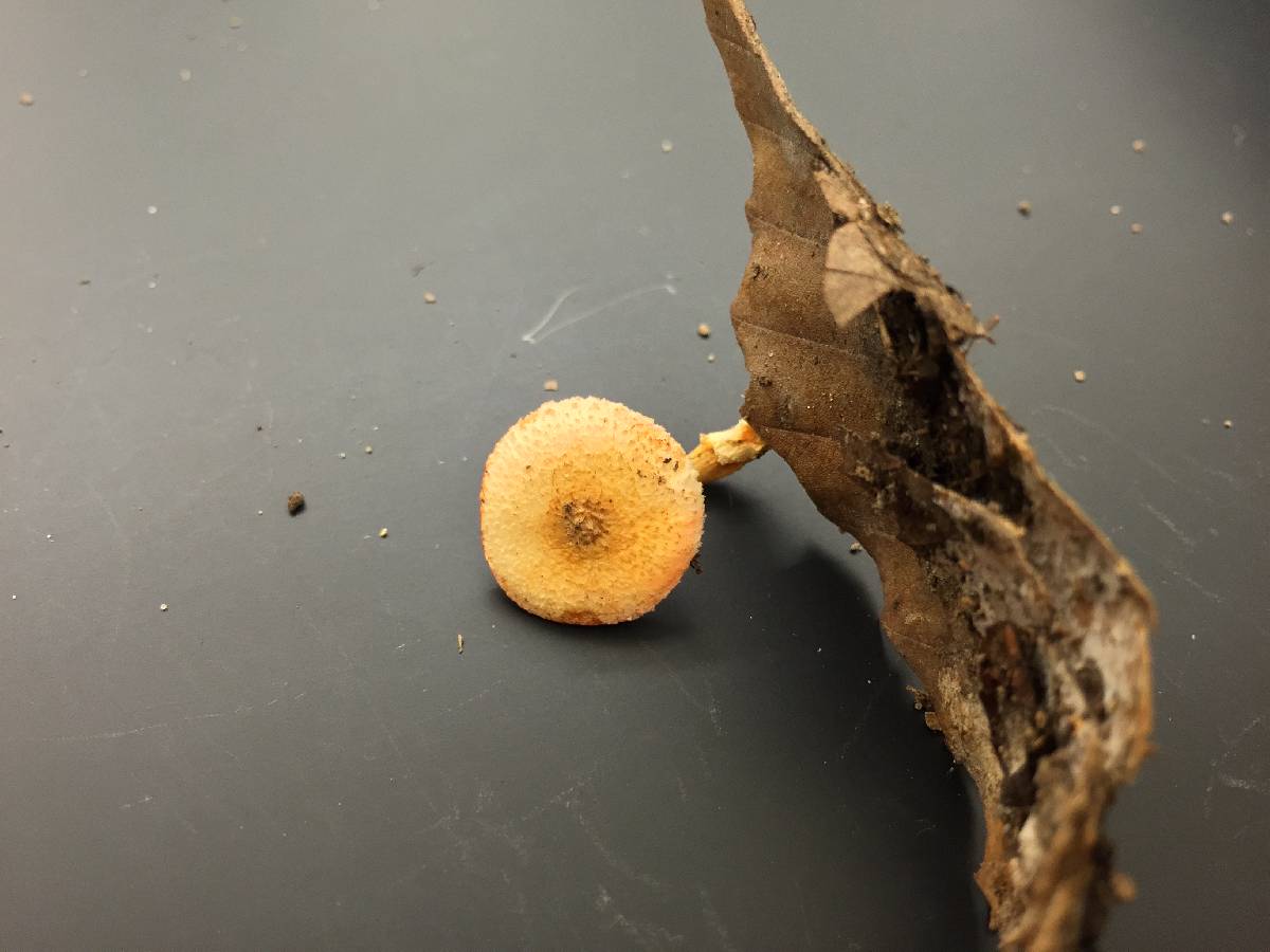 Lepiota maculans image