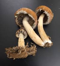 Psathyrella delineata image