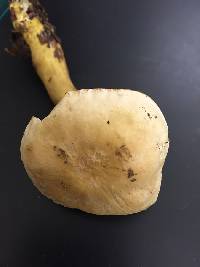 Tricholoma sulphureum image