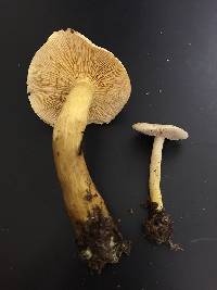 Tricholoma sulphureum image