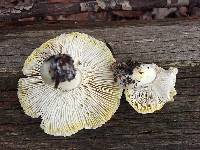 Tricholoma sejunctum image