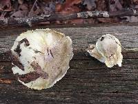 Tricholoma sejunctum image