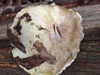 Tricholoma sejunctum image