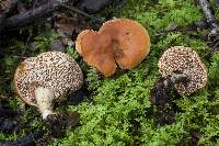 Hydnum cuspidatum image