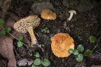 Hydnum cuspidatum image