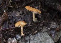 Hydnum cuspidatum image