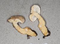 Hydnum subtilior image
