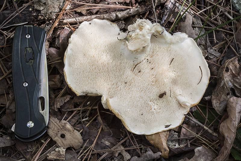 Hydnum albomagnum image