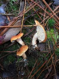Hydnum cuspidatum image