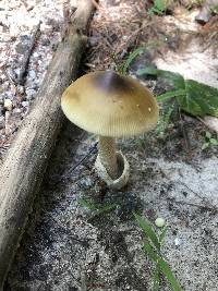 Amanita sinicoflava image