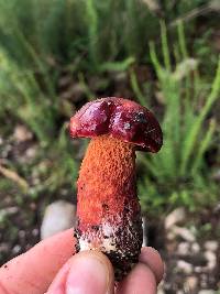 Butyriboletus frostii image