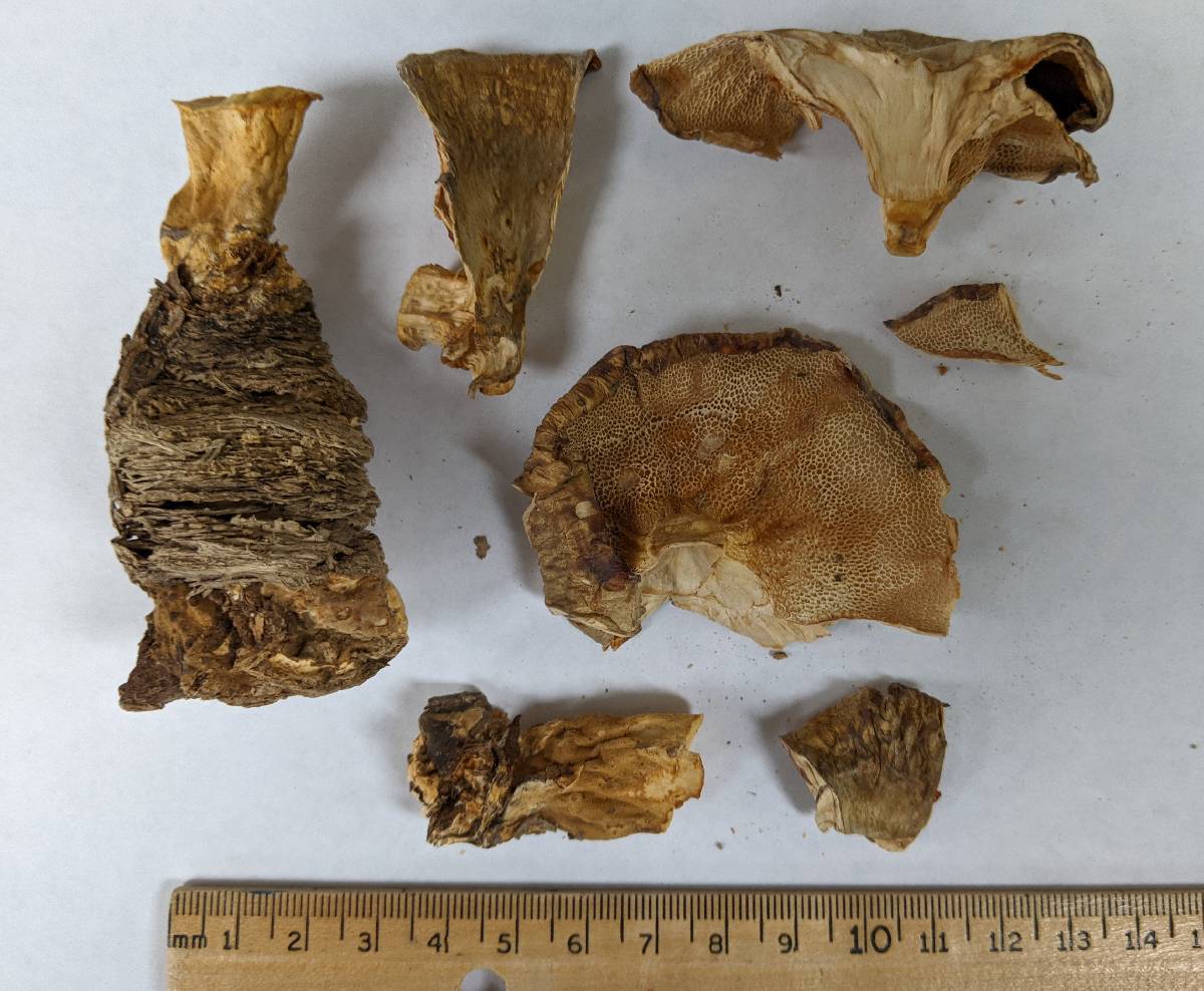 Bresadolia image