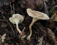 Clitocybe trulliformis image