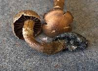 Cortinarius distans image