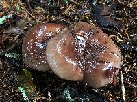 Russula brunneola image