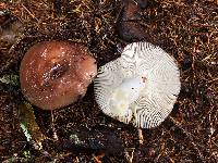 Russula brunneola image