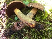 Boletus vermiculosoides image