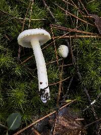 Hygrophorus chrysodon image