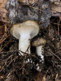 Hygrophorus fuligineus image