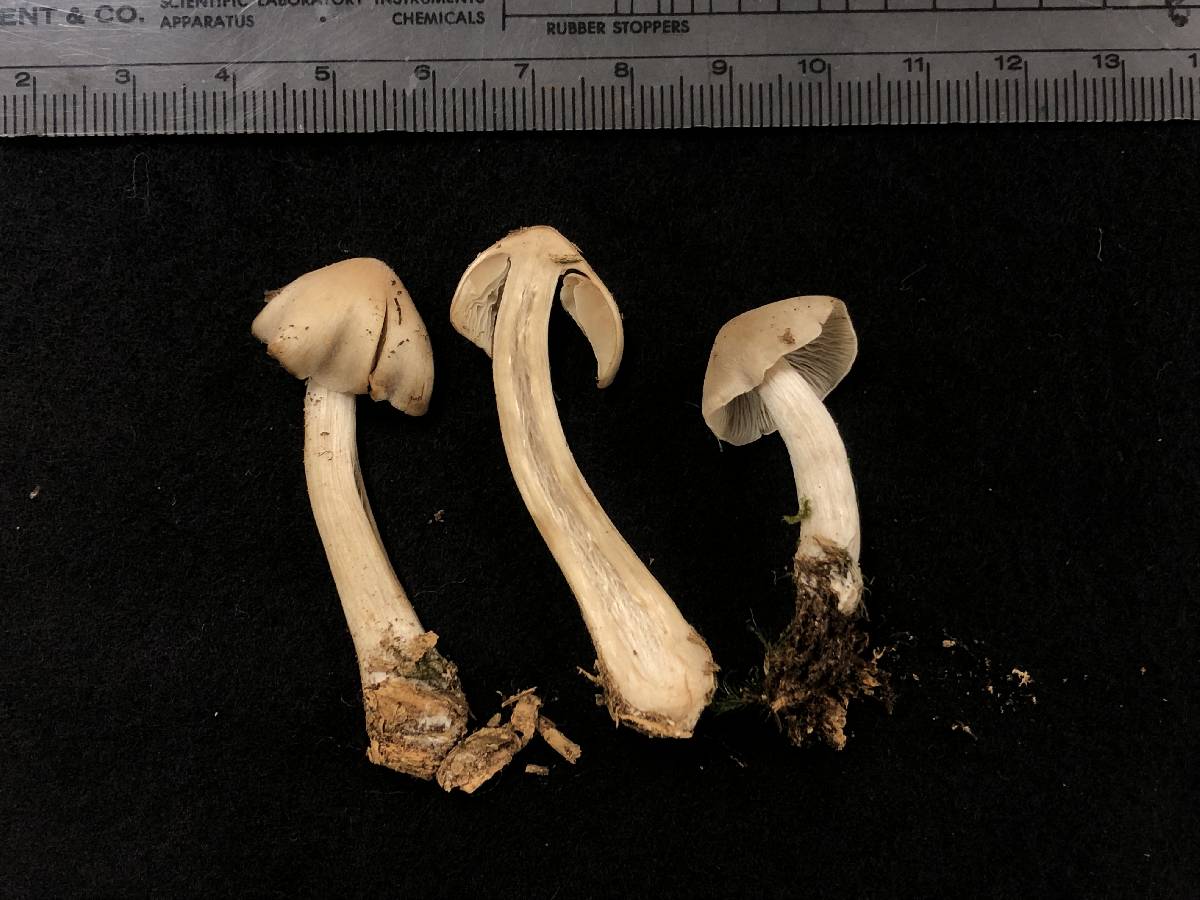 Entoloma grayanum image