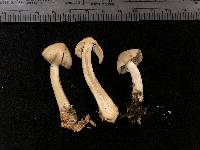 Entoloma grayanum image