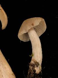 Entoloma grayanum image