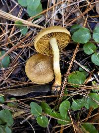 Cortinarius incognitus image