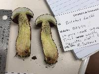 Butyriboletus frostii image