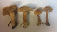 Inocybe tigrina image