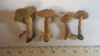 Inocybe tigrina image