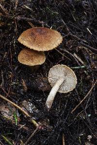 Tricholoma vaccinum image