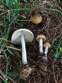 Marasmius nigrodiscus image