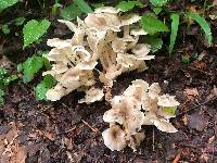 Polyporus umbellatus image