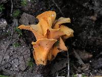 Craterellus odoratus image