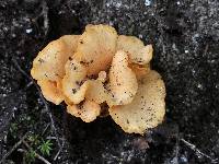 Craterellus odoratus image