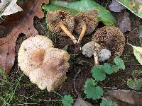 Pholiota terrestris image