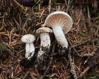 Hygrophorus bakerensis image