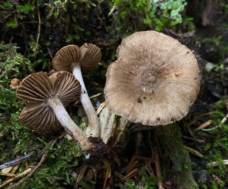 Inocybe nodulosa image